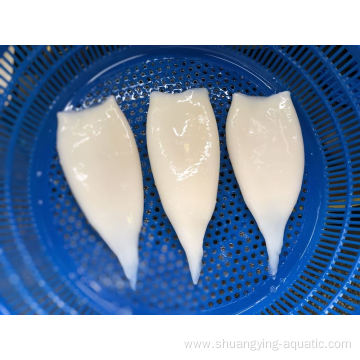 Wholesale Bqf Frozen Squid Tube Gigas U3 U5
